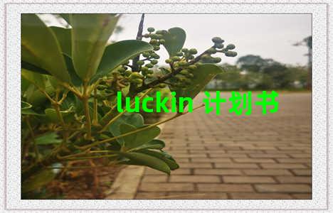 luckin 计划书